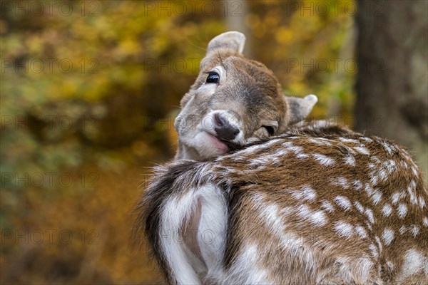 European fallow deer