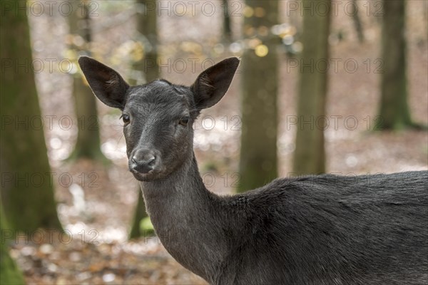 European fallow deer