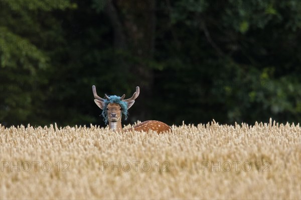 European fallow deer