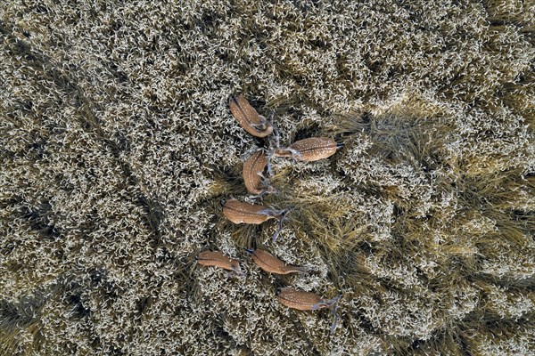 Aerial view over herd of European fallow deer