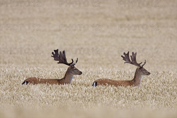 Two fallow deer