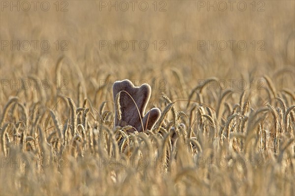 Fallow deer