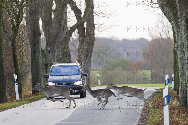 Fleeing fallow deer