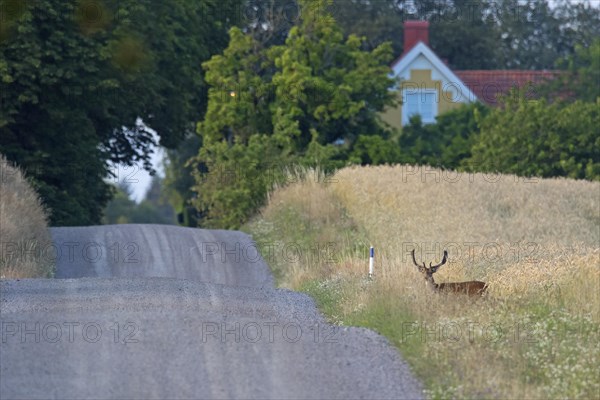 Fallow deer