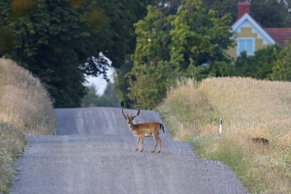 Fallow deer