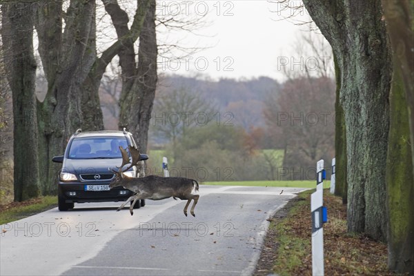 Fleeing fallow deer