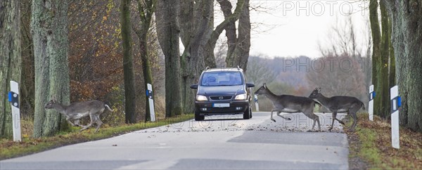 Fleeing fallow deer