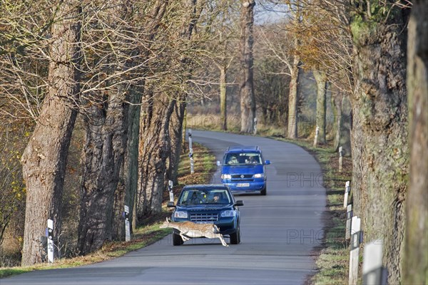 Fleeing fallow deer