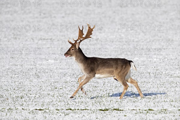 Fallow deer