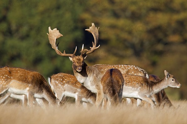 Fallow deer