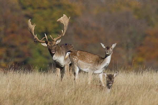 Fallow deer