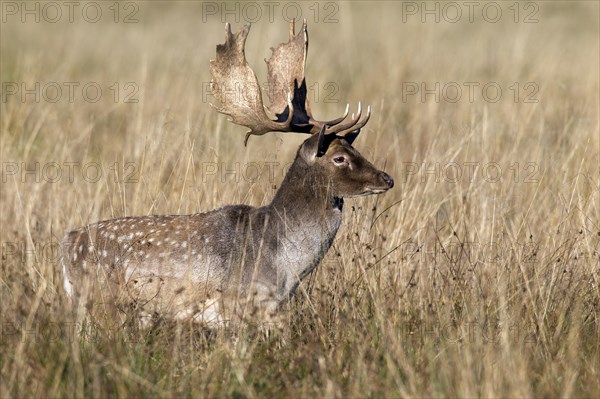 Fallow deer