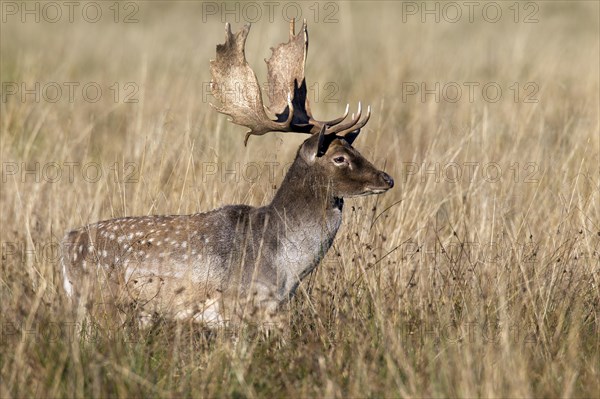 Fallow deer