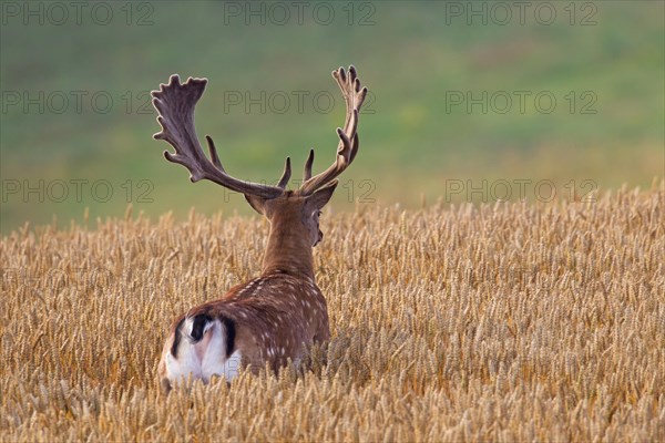 Fallow deer