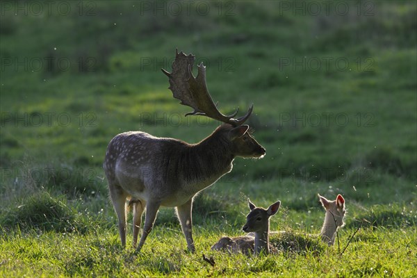 Fallow deer