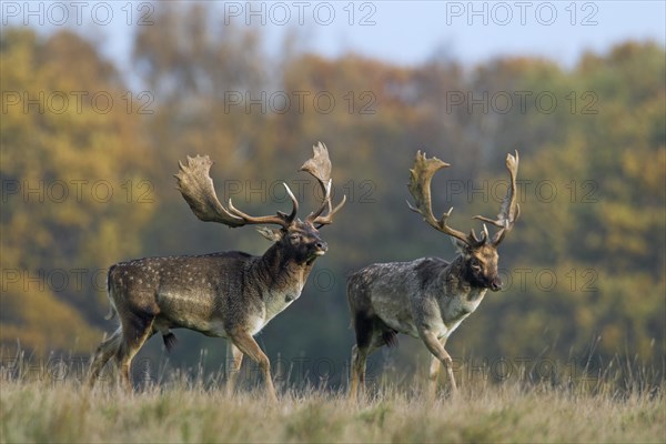 Two rival Fallow deer