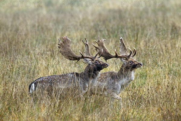 Two rival Fallow deer