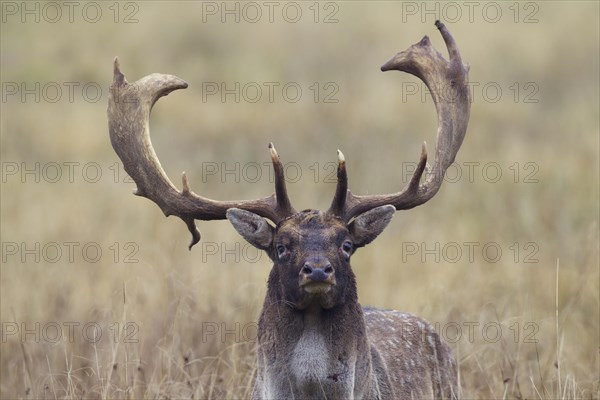 Fallow deer