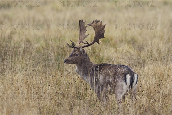 Fallow deer