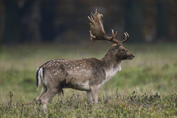 Fallow deer