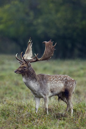 Fallow deer