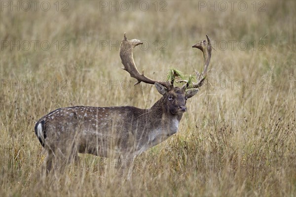 Fallow deer