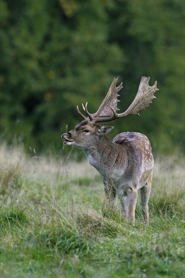 Fallow deer