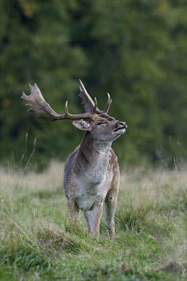 Fallow deer