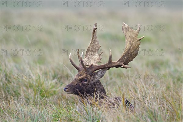 Fallow deer