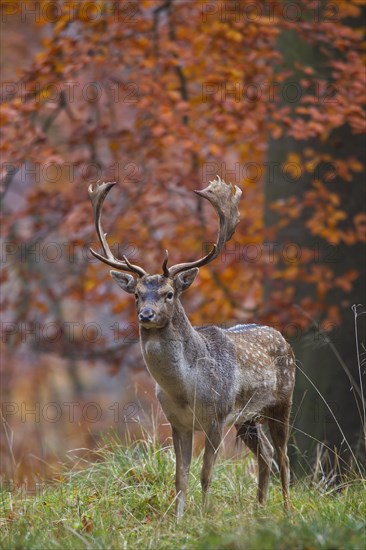 Fallow deer