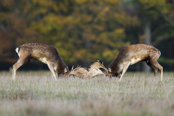 Two Fallow deer