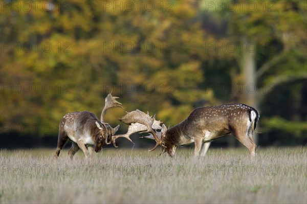 Two Fallow deer