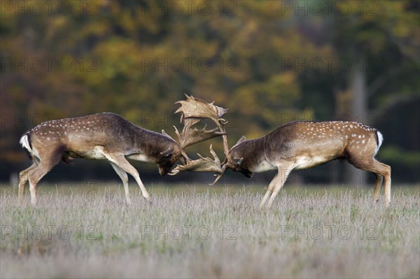 Two Fallow deer