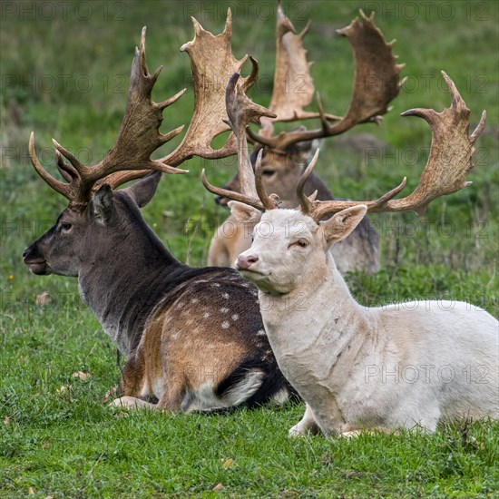 Fallow deer