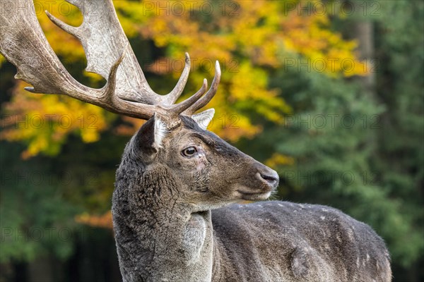 Close up portrait of fallow deer