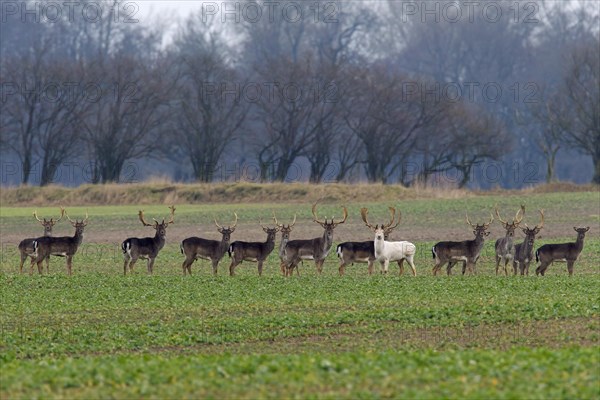 Fallow deer