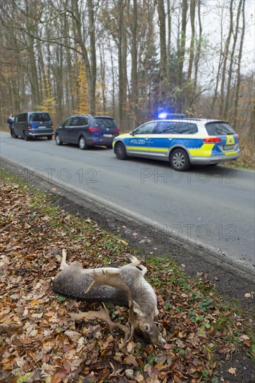 Roadkill fallow deer