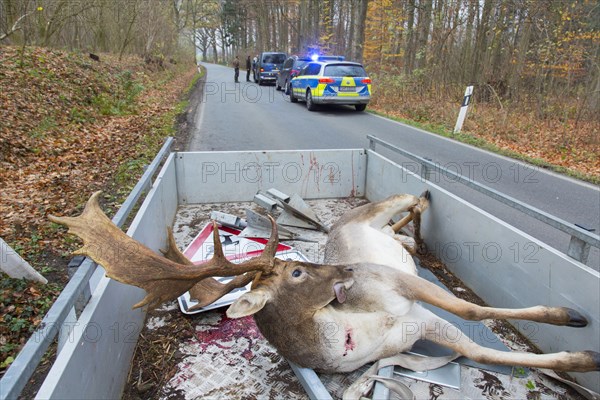 Roadkill fallow deer