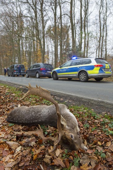 Roadkill fallow deer