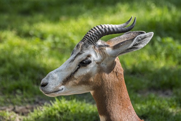 Mhorr gazelle