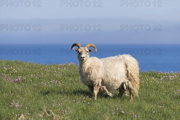 Icelandic sheep in meadow on cliff top in summer