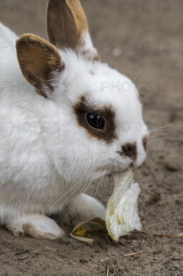 Close-up of white domestic dwarf rabbit