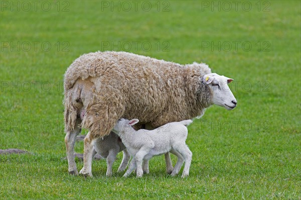 White domestic sheep ewe