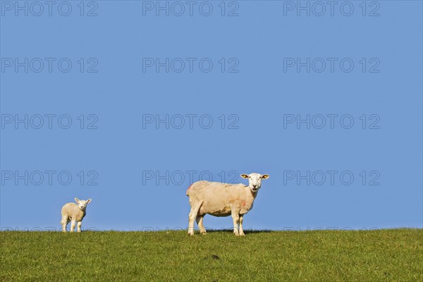 Domestic sheep ewe with white lamb portrayed against blue sky