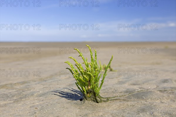 Common glasswort