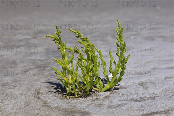 Common glasswort