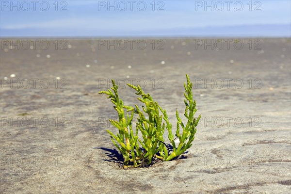 Common glasswort