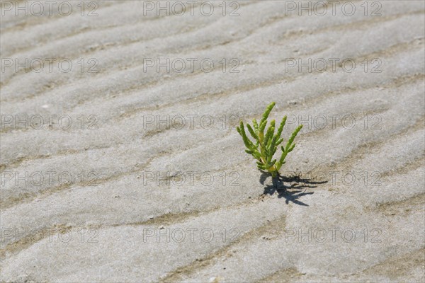 Common glasswort