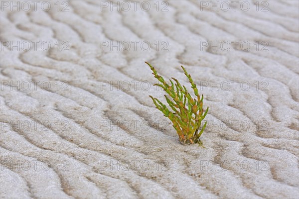 Common glasswort