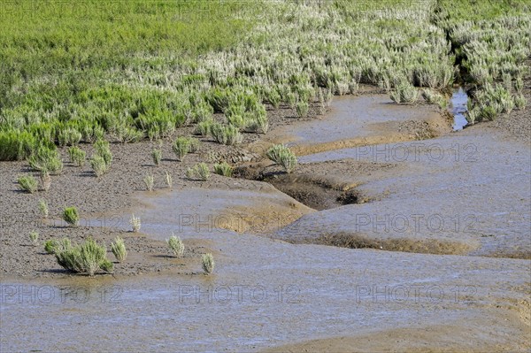 Common glasswort